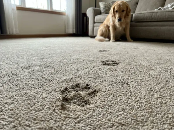 Best Carpet Cleaning Method for Pet Owners